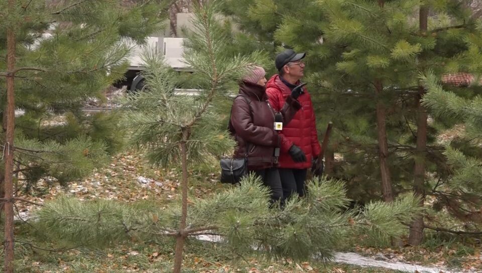    Мизюлинская роща. Источник: "Толк"