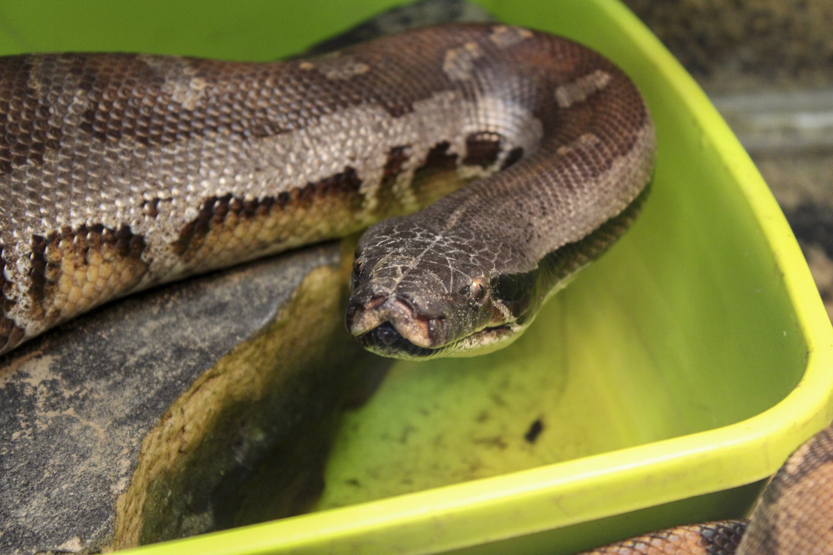 С 1 сентября дома официально запрещено держать более 120 видов диких и экзотических питомцев.  Фото: Фото: ФедералПресс / Ксения Кобалия