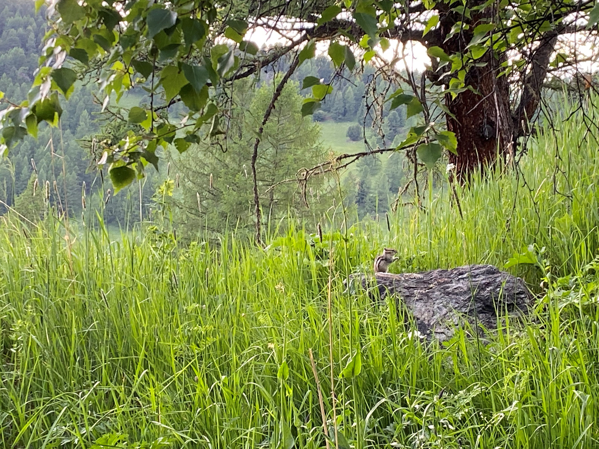 Первый таёжный житель, которого мы встретили на своём пути.