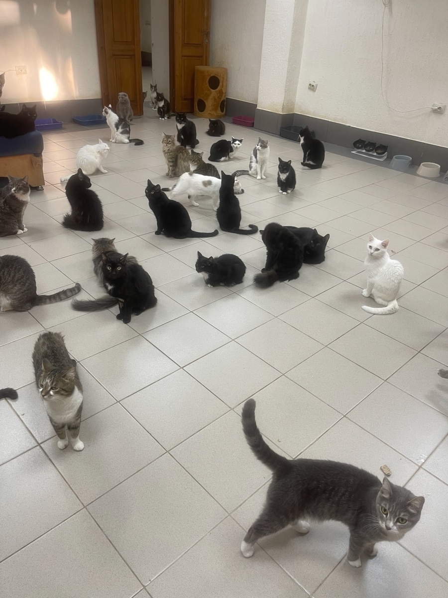 наши Тотошки