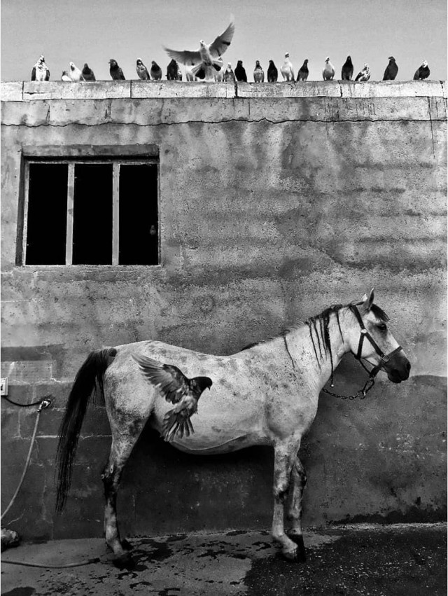 Фотограф Али Асгар Фейзоллахи