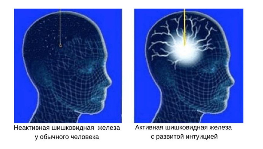 
Глава 2.   Для чего нужно активировать шишковидную железу.	8
Глава 4  Создаем рефлекторные реакции.	24
Глава 5   Важность внимания	29
Глава 6  Чем опасны негативные эмоции в процессе работы	38
Глава 7 Дыхательная практика	40
Глава 8 Когерентность сердца	51
Глава 9 Практики НЛП	57
Послесловие	69
