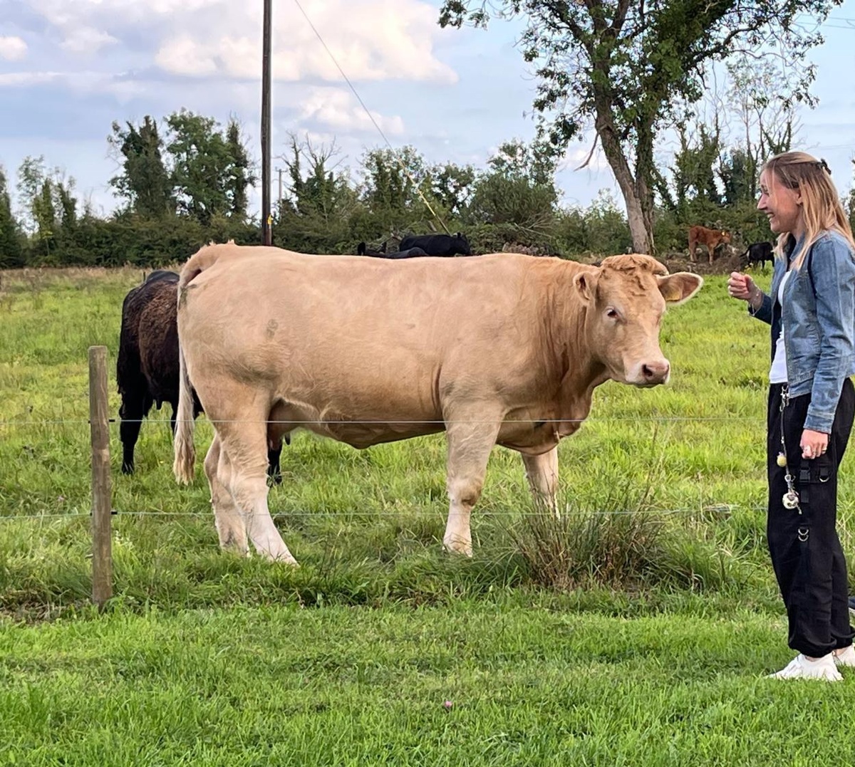 Я и коровки