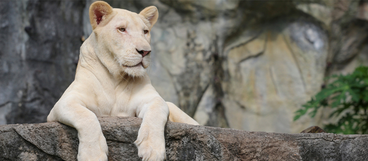 Кабмин скорректировал порядок получения лицензий для зоопарков и цирков
