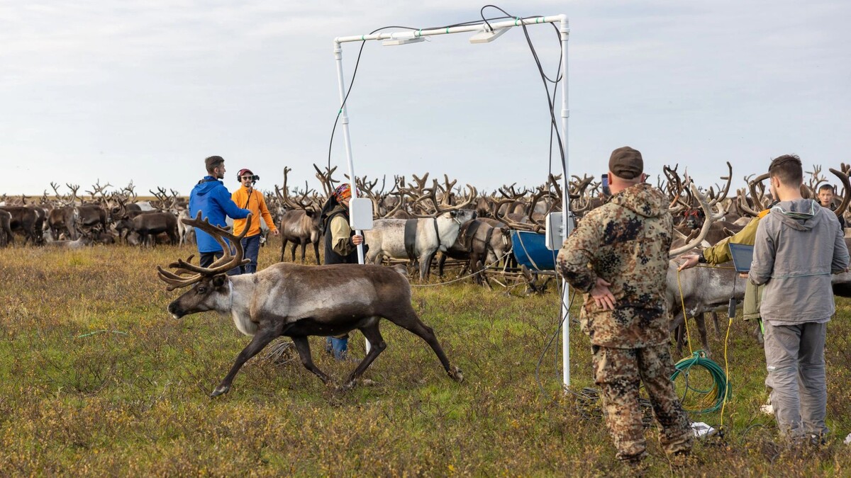    Фото: Александр Чирва / «Ямал-Медиа»