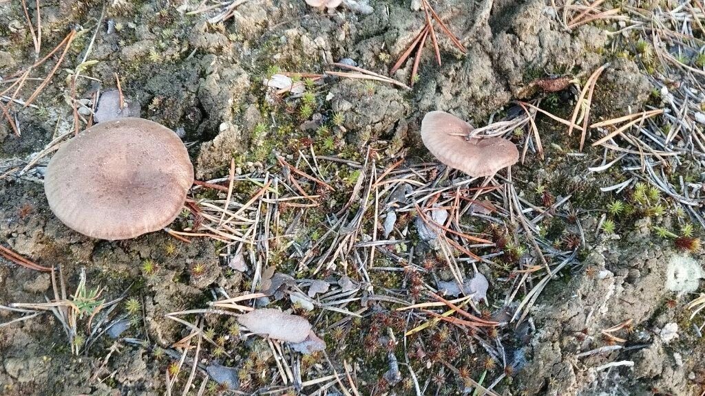    Некоторые грибники незаслуженно обходят горькушки и серушки стороной. Фото: Валерия Акименко / «Ямал-Медиа»