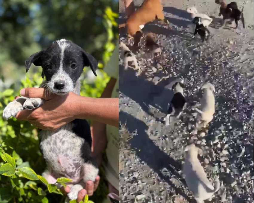 Фото прислала волонтер Наталья