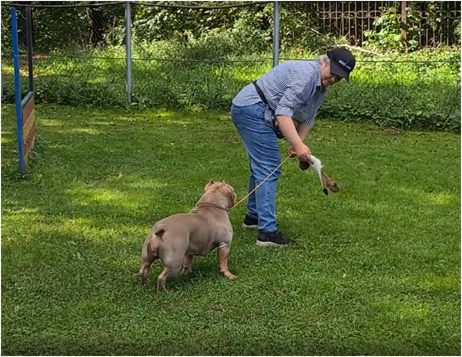Американский булли Лейла во время регулярной тренировки с кинологом