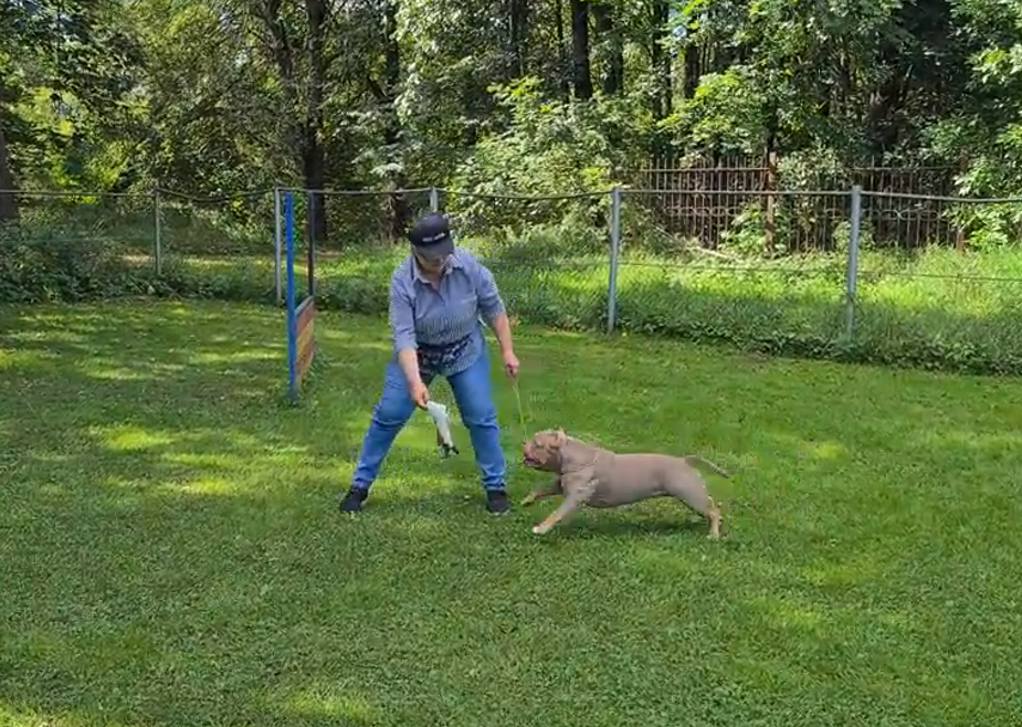 Американский булли Лейла во время регулярной тренировки с кинологом. Упражнение с игрушкой-приманкой