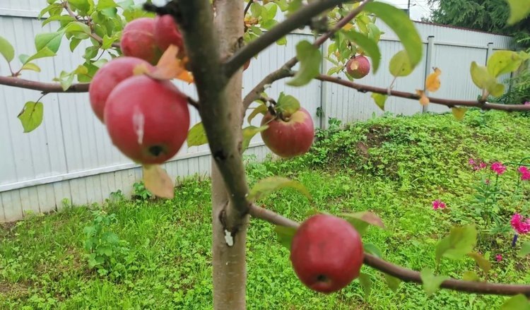    Фото: Лукьянов Дмитрий, AgroXXI.ru