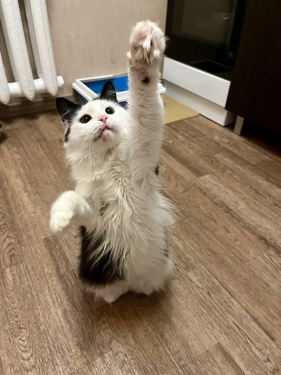 Фото скандала нет. Есть фото нашей милой Лизы. Она научилась играть с мышкой. Ксюша вчера часа полтора играла с малышами. 