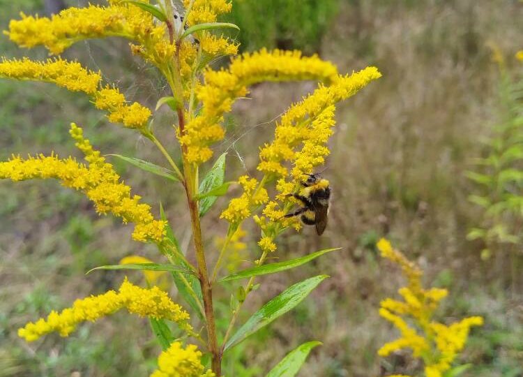Про золотарник