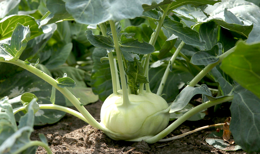 Кольраби и её невероятные свойства