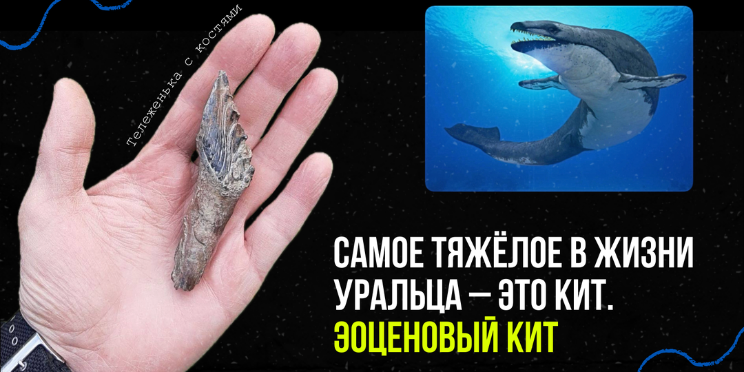 На Урале впервые обнаружили зуб древнего кита
