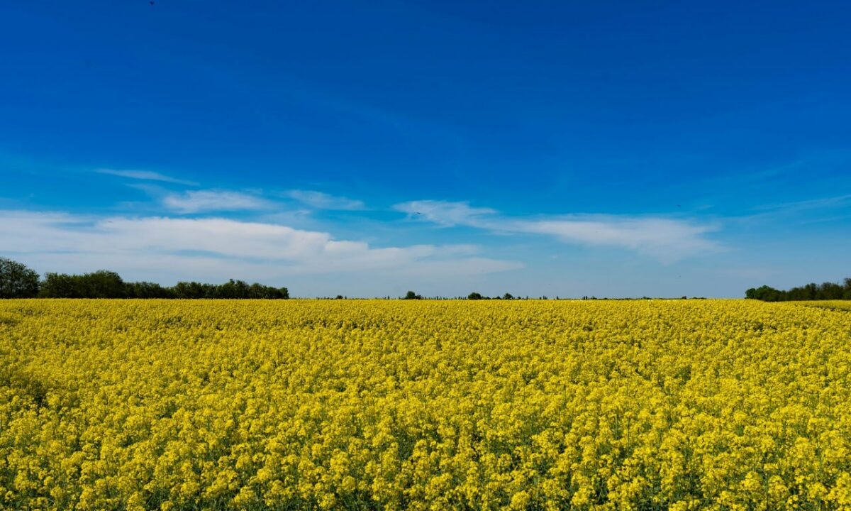    Фото t.me/admkrai