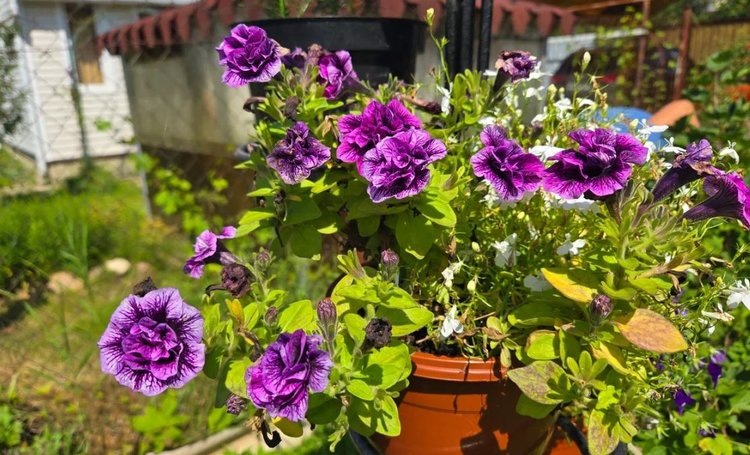 Как черенковать петунию на зиму и сэкономить на рассаде