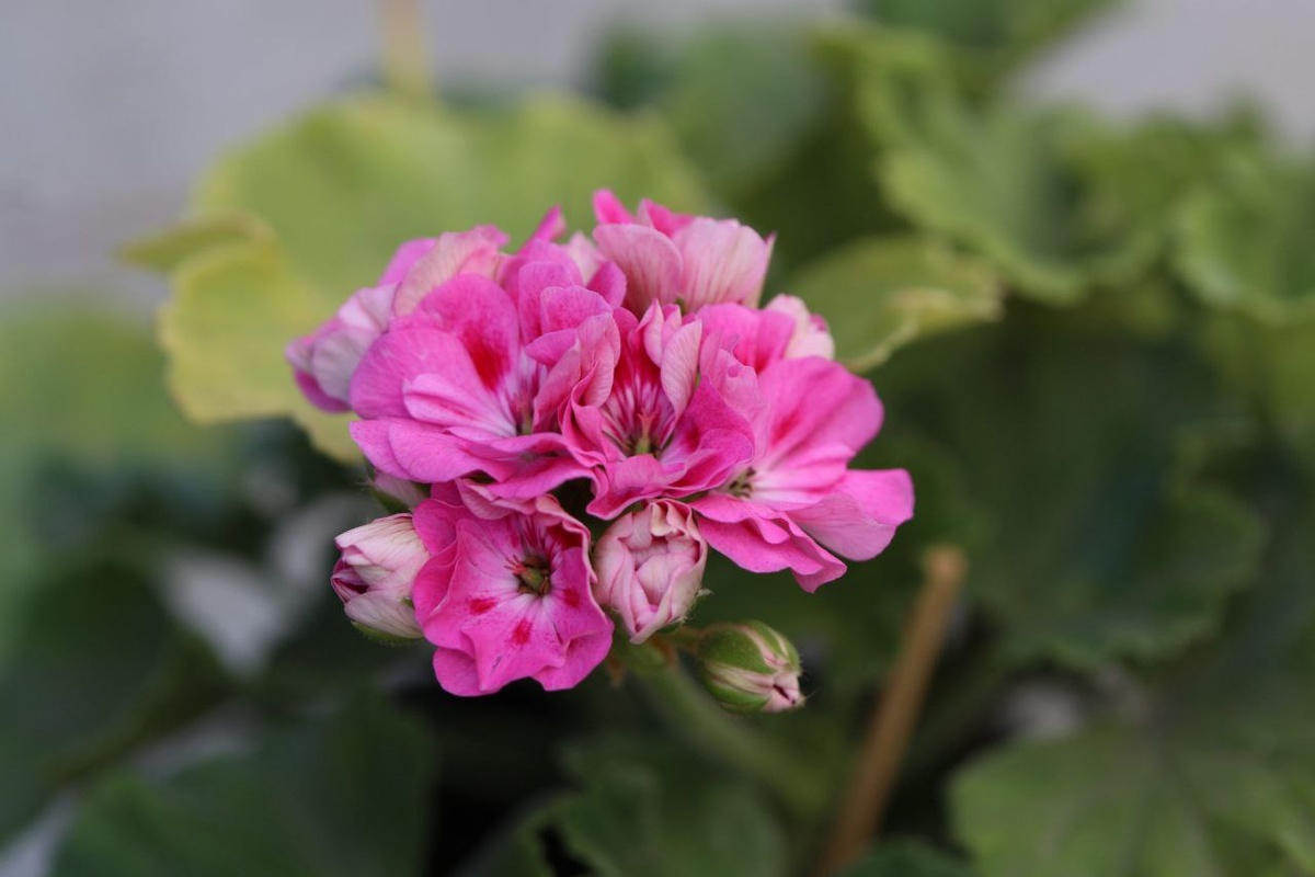 Долго искала фото с пожелтевшими листьями. Вот, вроде желтоватые. Пеларгония ЮГ Петербургские Тайны. Не самое удачное цветение, в жару. 