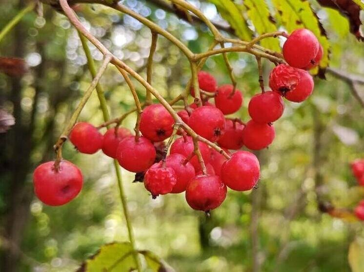     ФОТО: ОЛЕГ МАКАРОВ