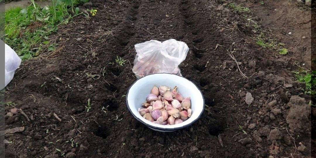 Самое важное о посадке озимого чеснока: выбор сорта, подготовка почвы, сроки посадки