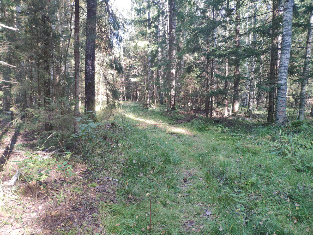 Фото автора. Лесная тропа в лесу.