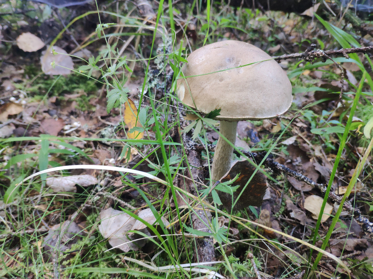 Фото автора. Подберезовик на тонкой ножке.