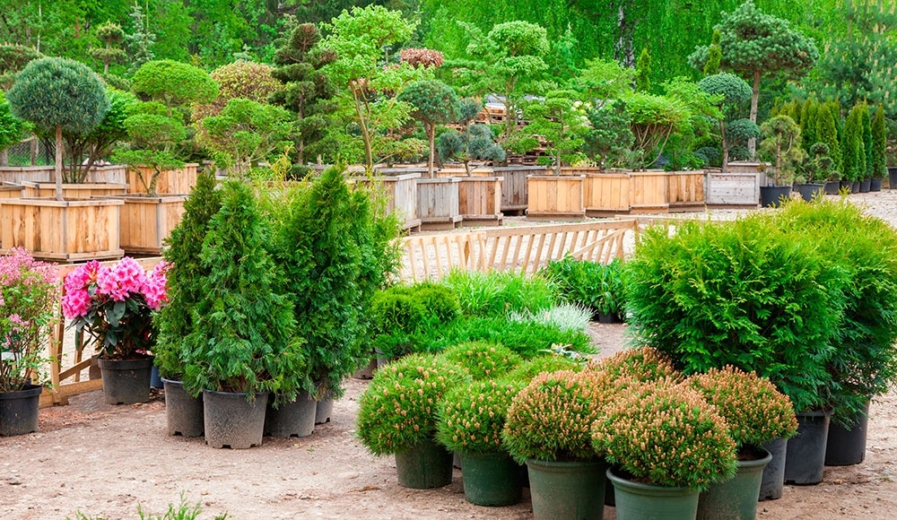 Площадка питомника