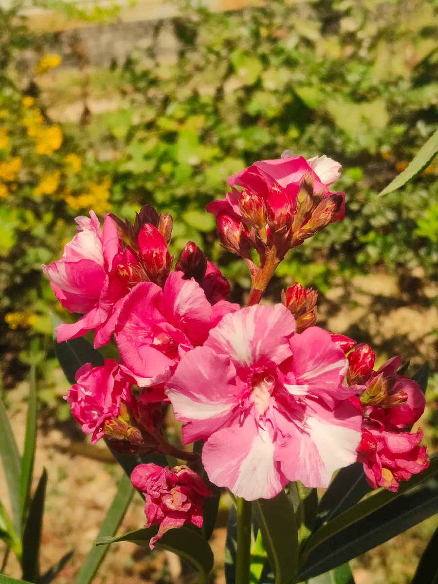 Олеандр махровый 