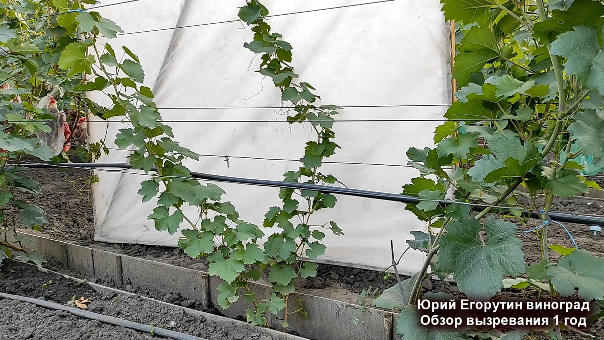 Однолетний куст винограда сегодня.
