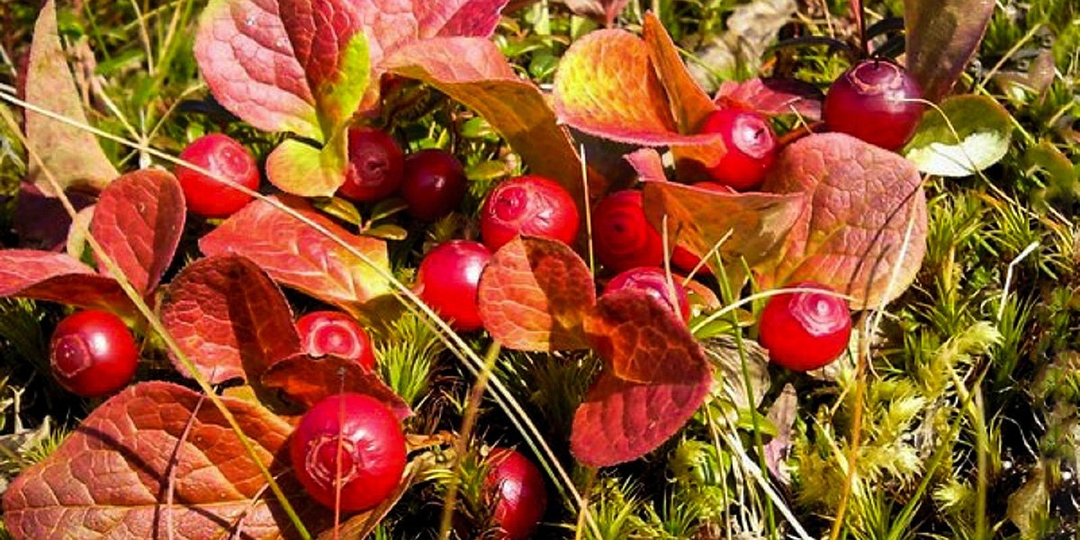 Ягода с запахом клопов, которую японцы считают деликатесом: парадоксы красники
