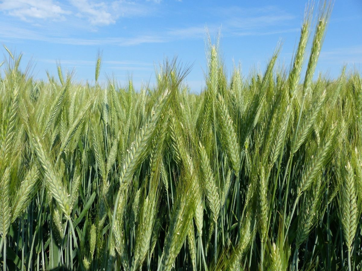 Озимая версия