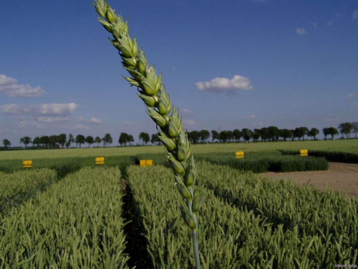 Яровая версия