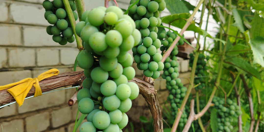 Агроном о винограде - правда, которую скрывают от тебя