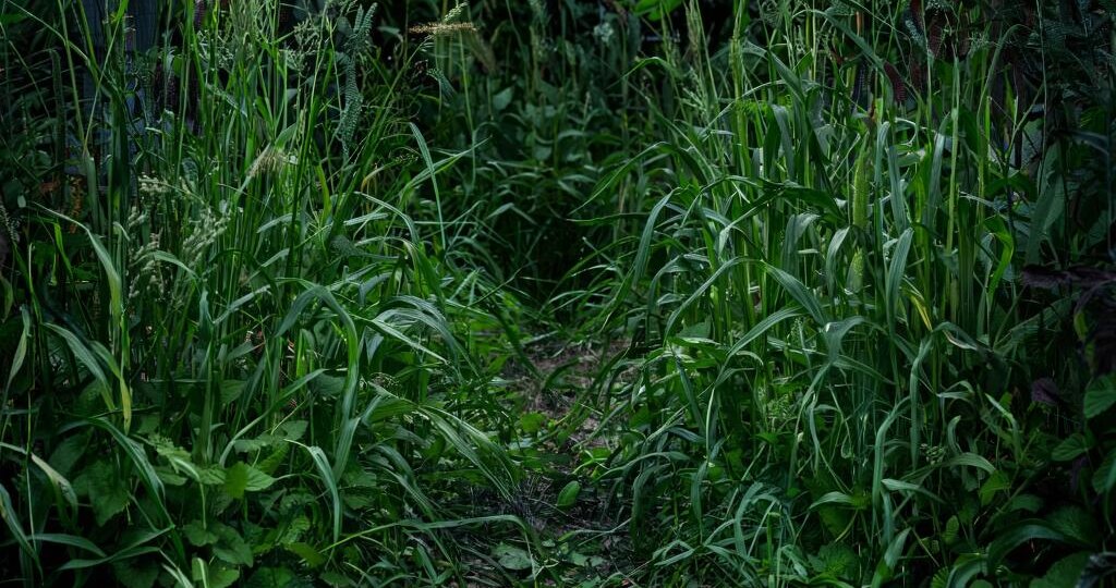 Как избавиться от сорняков в огороде навсегда?