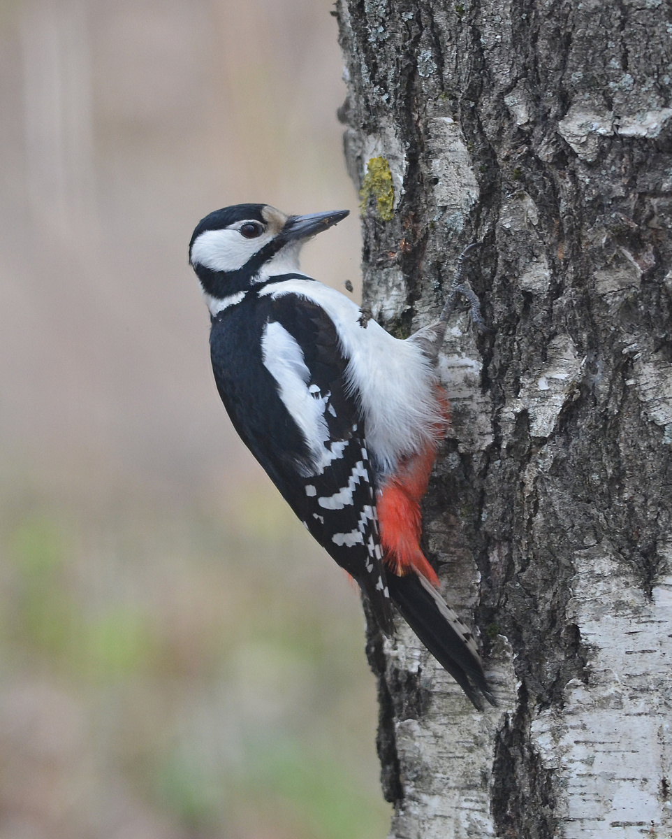 Большой пестрый дятел