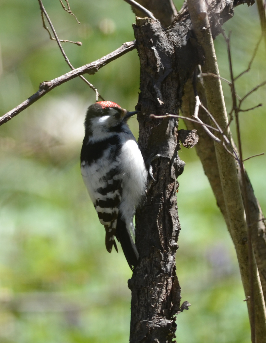 Малый пестрый дятел