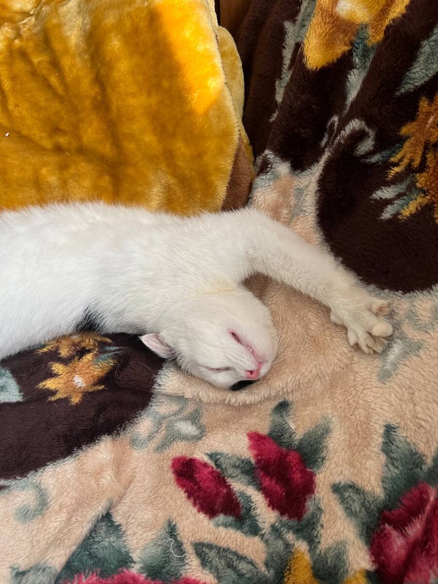 Матерь Котья, спасибо!Мой диванчик!