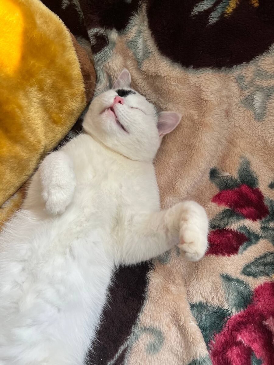 И никаких психологов не нать, когда есть, где есть и спать