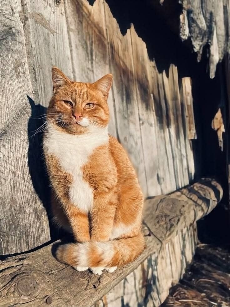 иллюстрация из яндекс картинки.