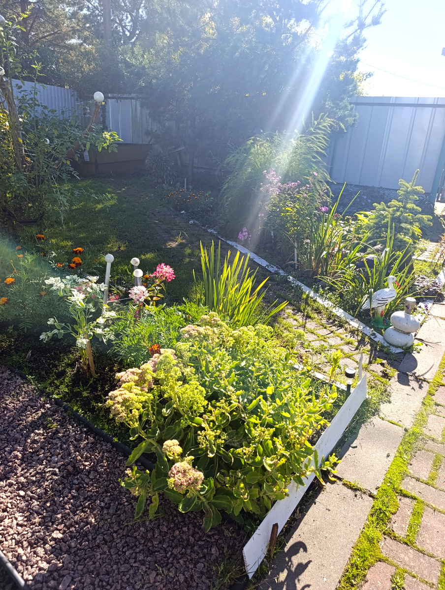 Все фото автора. На даче. 