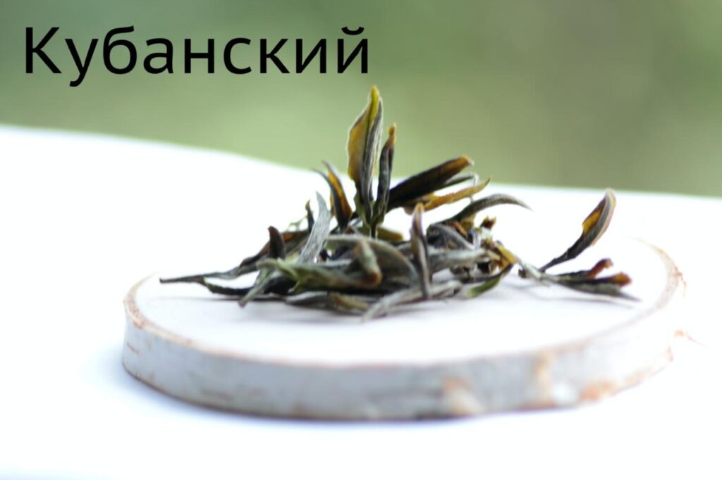 Краснодарский белый чай из культивара Кубанский. Почти в тему