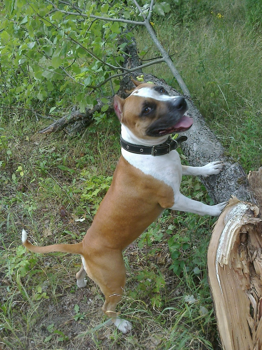 Амстафф Трейси в лесу.