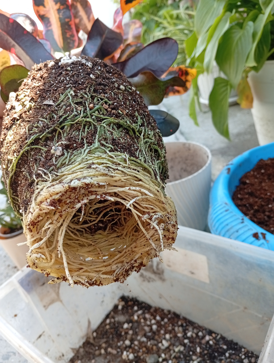 Представьте сверху горшка горку из грунта.