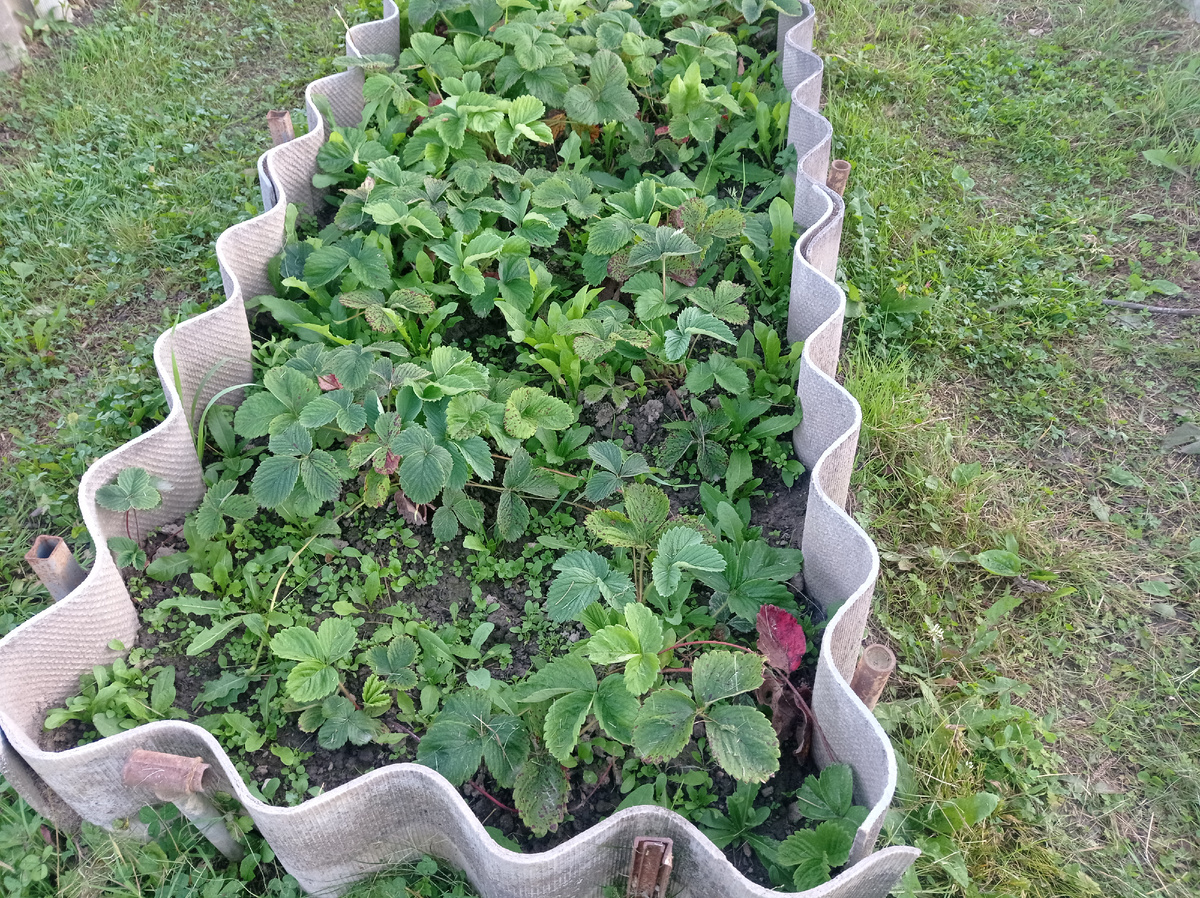 На клубнике опять выросли сорняки и ее в очередной раз надо прополоть