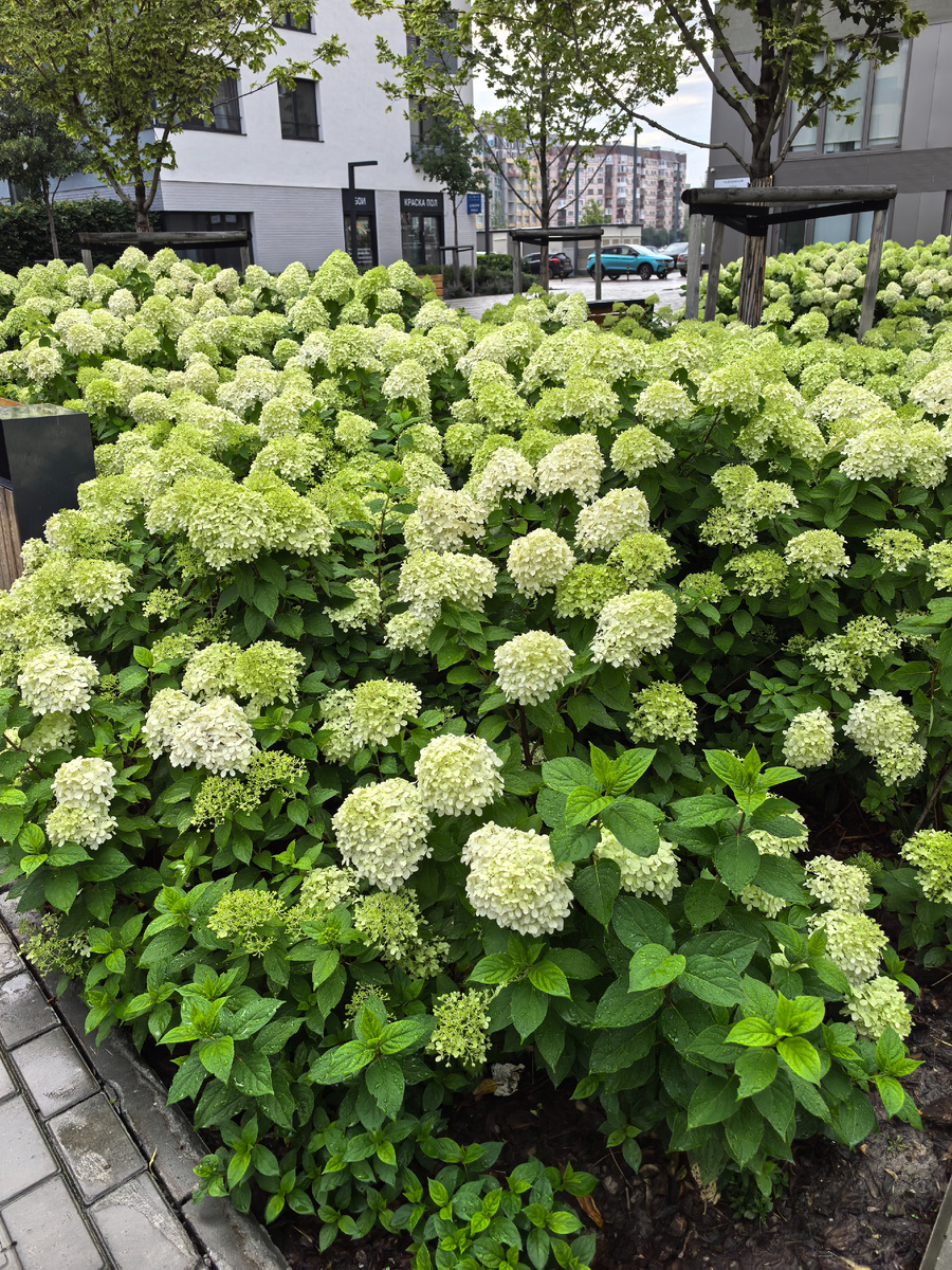 Гортензии во дворе.