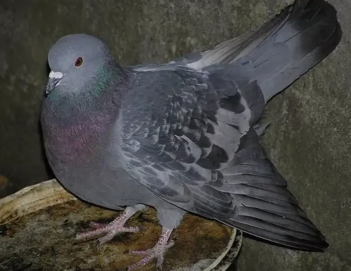 Поставь лайк!