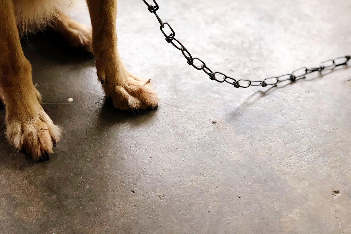 #эссе #артемсаркисян #добро #доброесердце #собака #животные