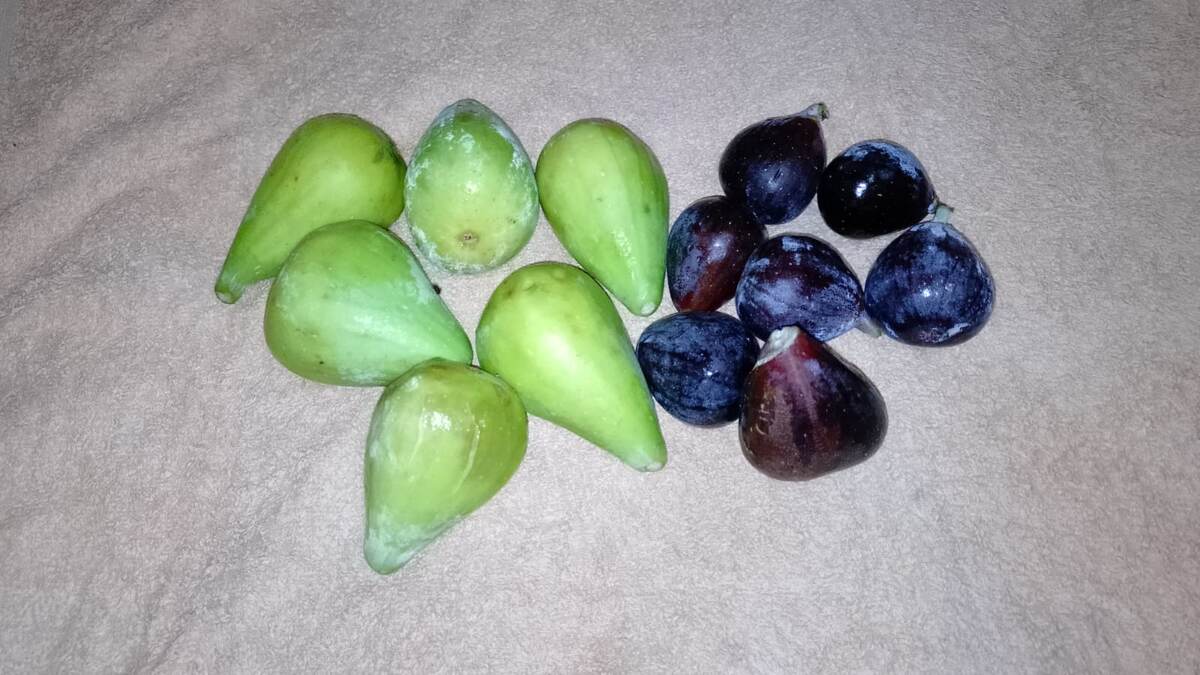 Два вида инжира - гостинец для жены