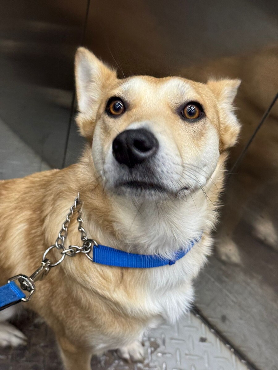 Готова на прогулку