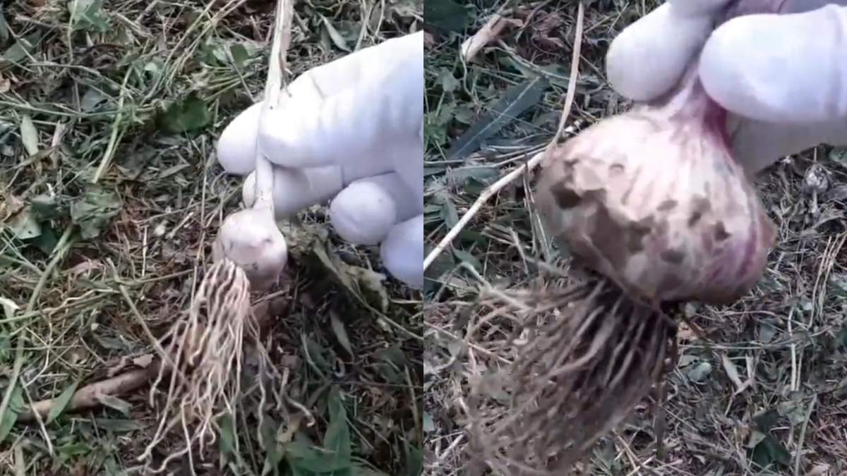 Результат применения агрономического метода - разница в размере очевидна