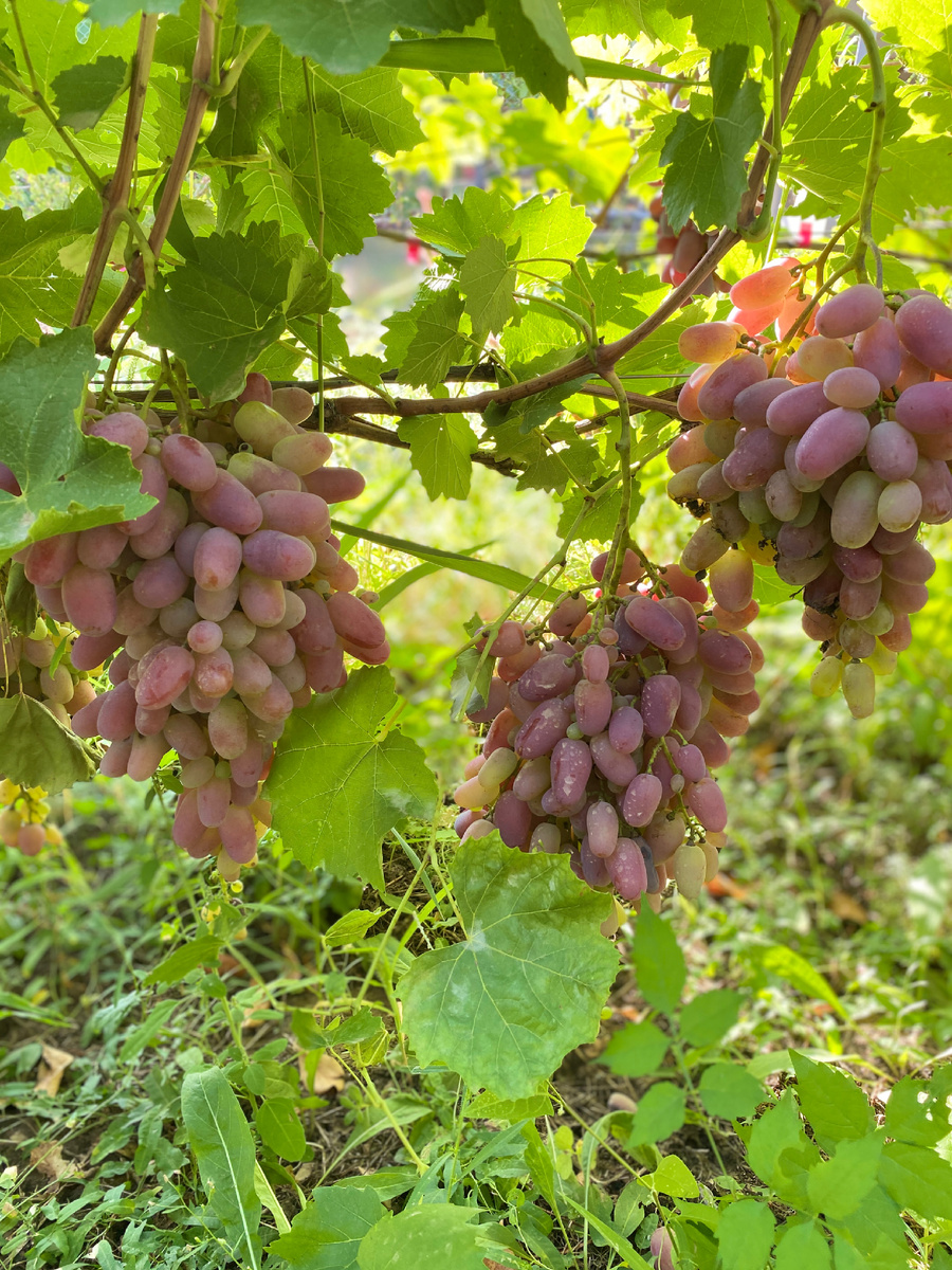 Сорт именно этого винограда не знаем, но он вкусный даже еще в недоспевшем состоянии. Фото автора статьи 